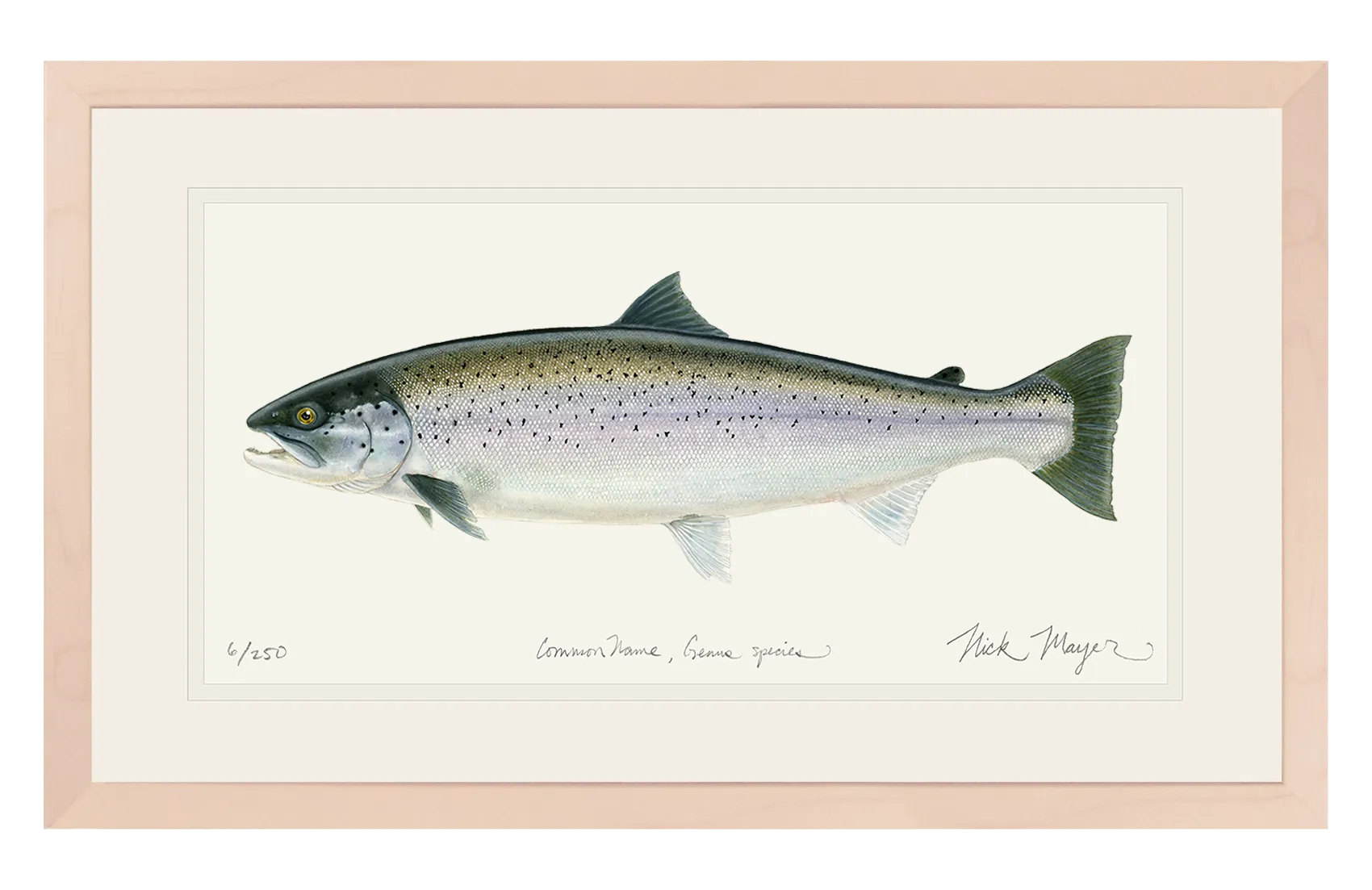 Sea Run Brown Trout Print