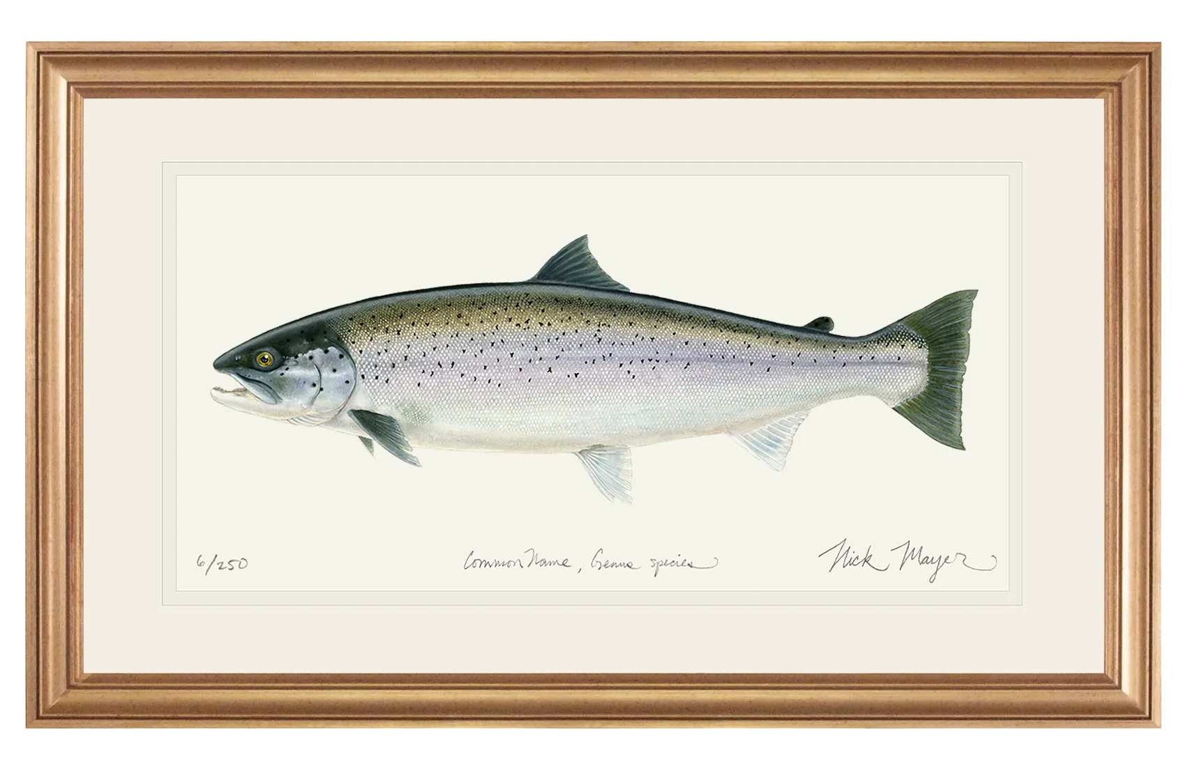 Sea Run Brown Trout Print